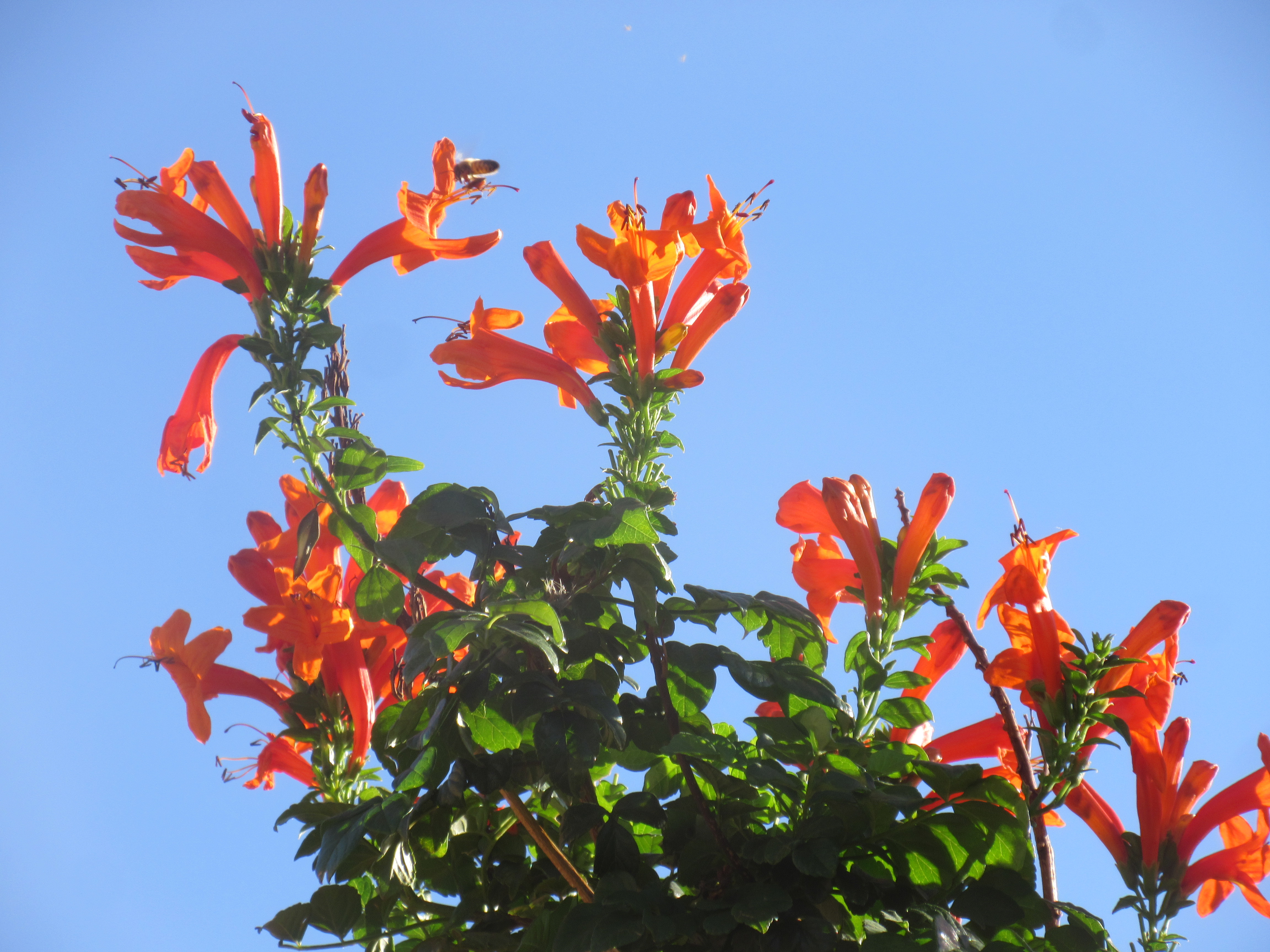 backdoor page honeysuckle and sky and bee