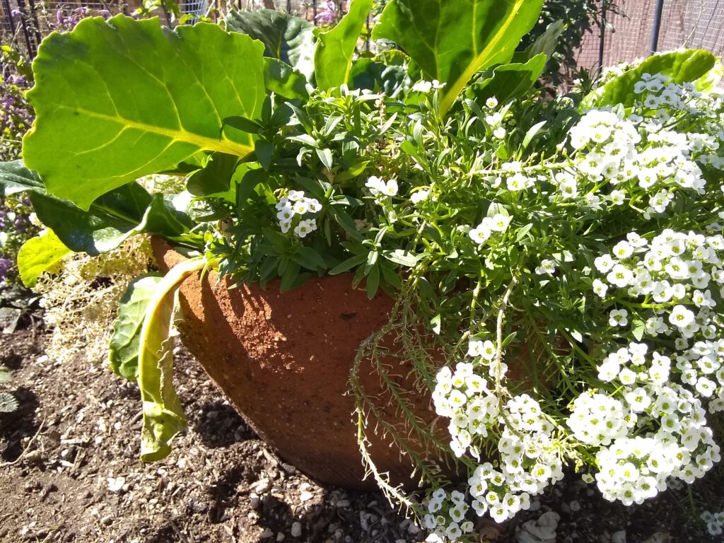 pot of sweet alyssum